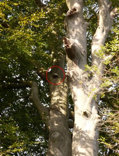 High up on a major limb of a mature beech at Hampstead Heath, London.